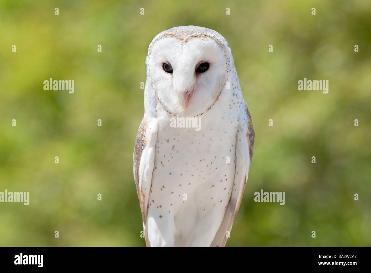 Schleiereule (Tyto Alba), Lone Pine Koala Sanctuary, Brisbane, Queensland, Australien Stockfoto