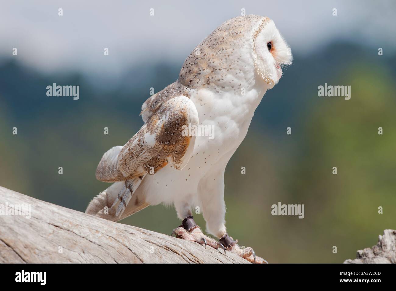 Schleiereule (Tyto Alba), Lone Pine Koala Sanctuary, Brisbane, Queensland, Australien Stockfoto