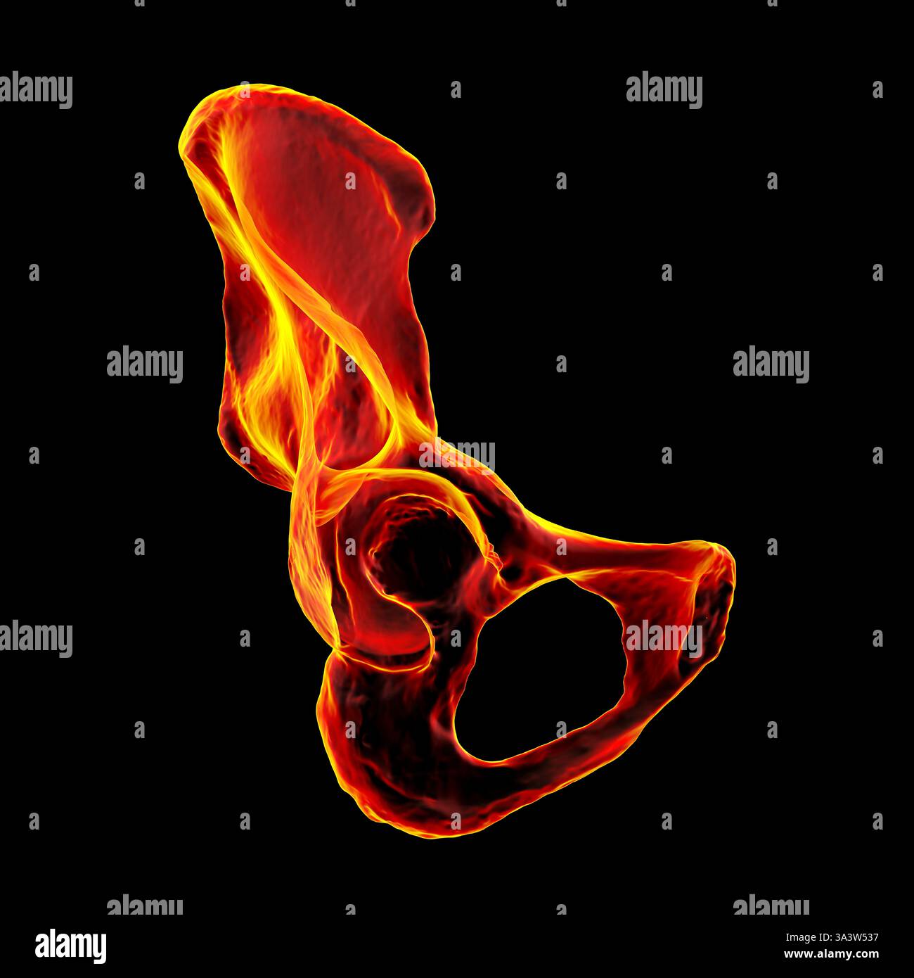 Illustration der koxalen Knochenanatomie, Darstellung der Struktur von Ilium, Ischium und Schambein. Stockfoto