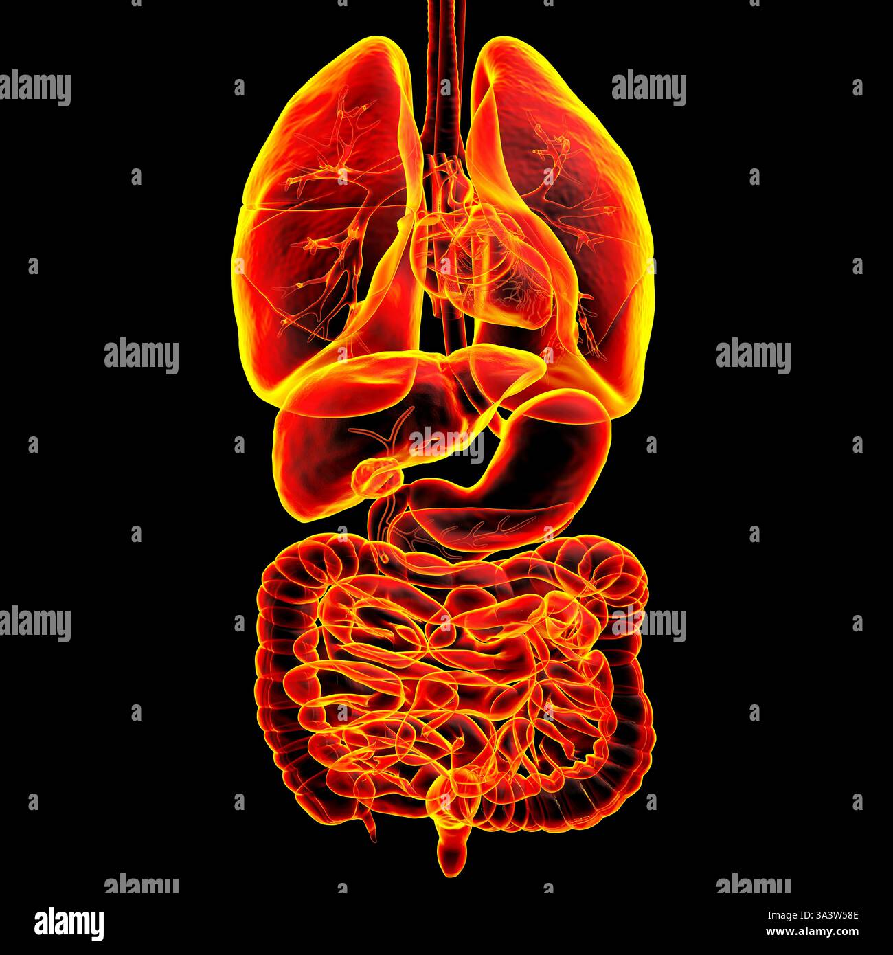 Abbildung der Anatomie des menschlichen Atmungs- und Verdauungssystems, detaillierte Darstellung der Struktur der Organe, die an der Atmung und Verdauung beteiligt sind. Stockfoto