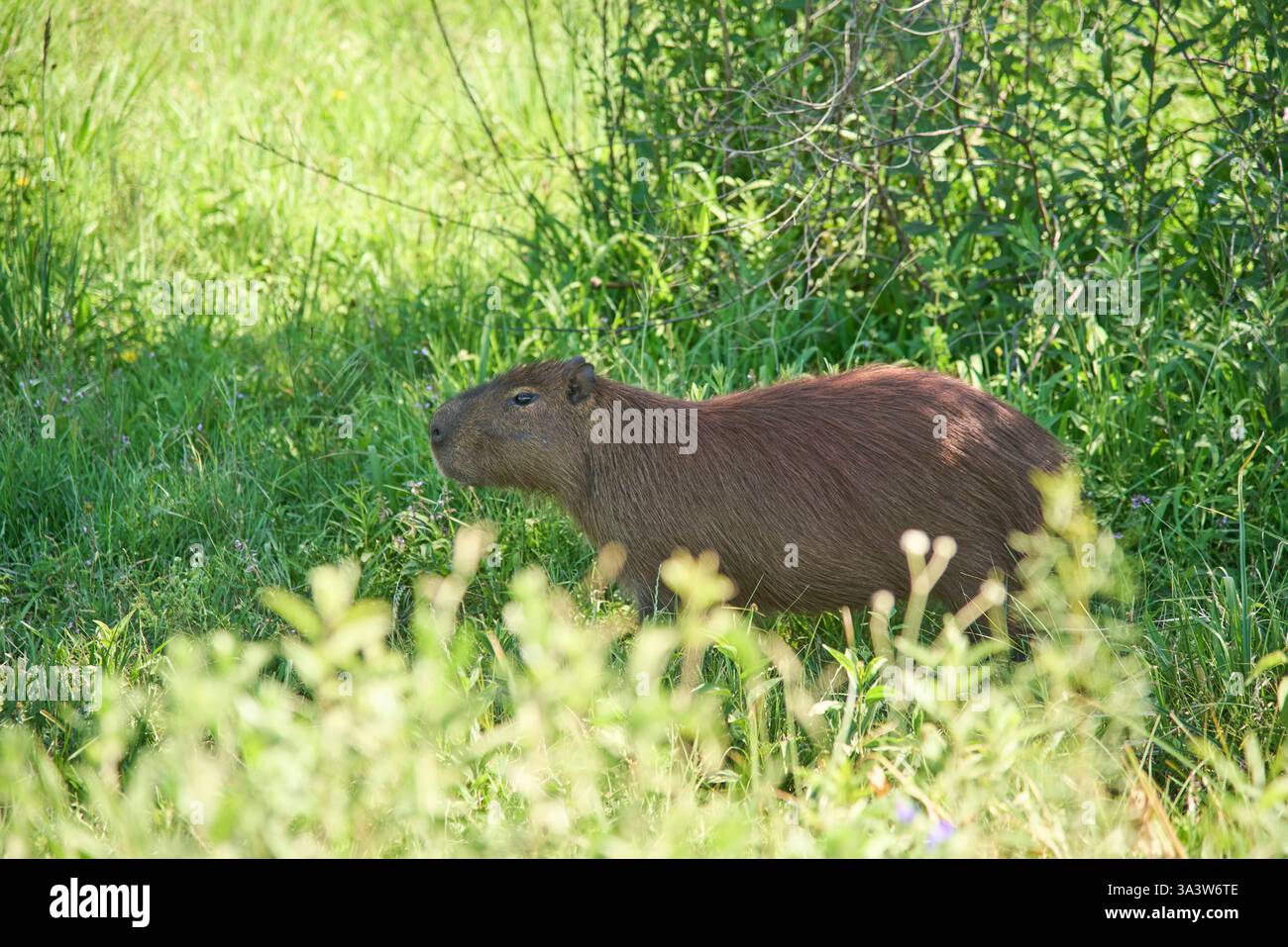 Capybara, Hydrochoerus hydrochaeris, das größte lebende Nagetier, das ...