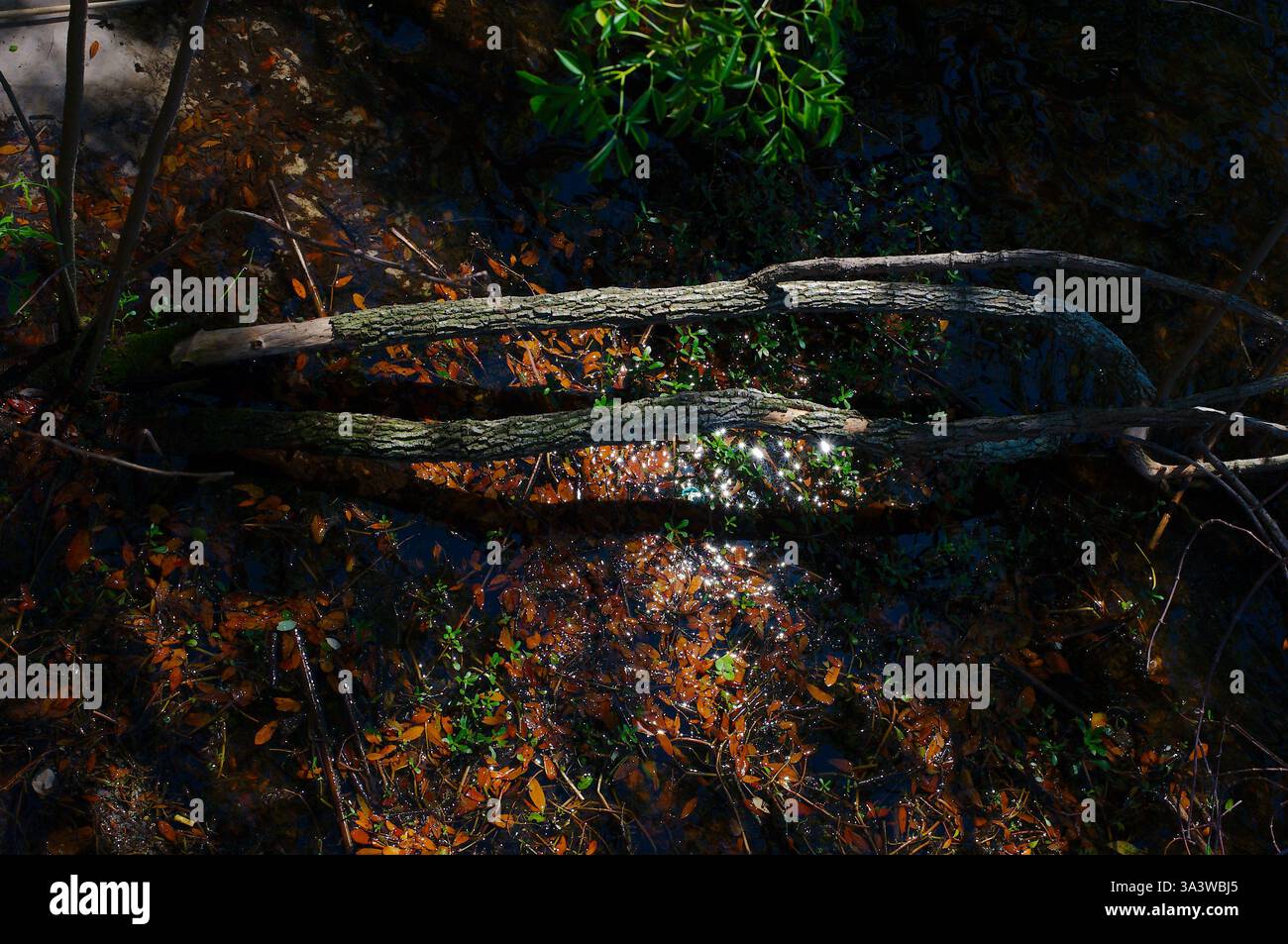 Nahaufnahme von Schilf und ähnlichen Wasserpflanzen. Braune, hohe, schlanke Stabschilfe in einer wasserreichen Feuchtlandschaft. Stämme erscheinen trocken und braun erzeugt ein Stockfoto