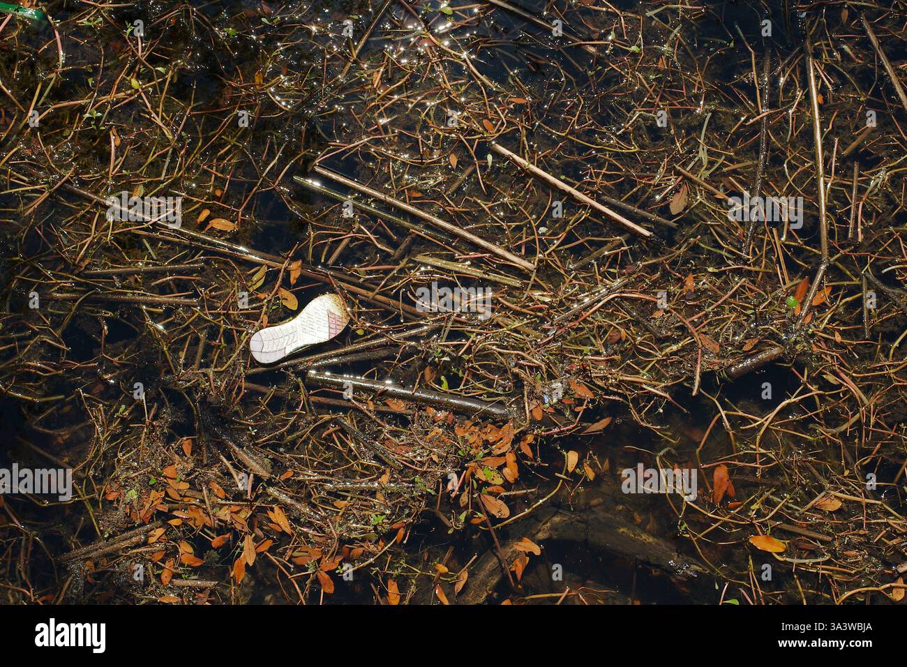 Weißschuh-Nahaufnahme von Schilf und ähnlichen Wasserpflanzen. Braune, hohe, schlanke Stabschilfe in einer wasserreichen Feuchtlandschaft. Die Stiele erscheinen trocken Stockfoto