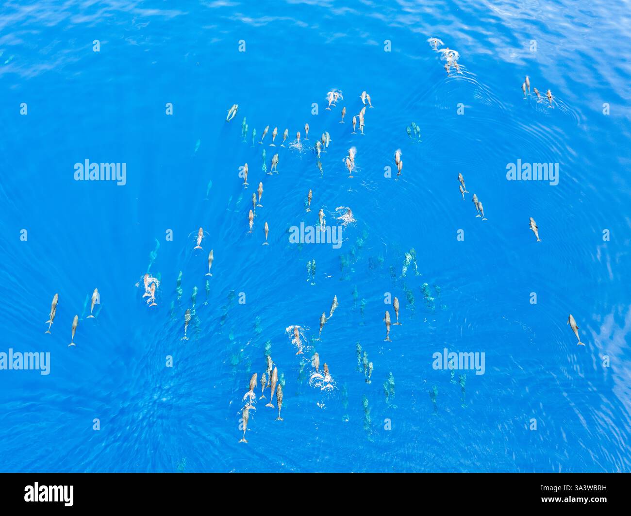 Eine Horde Melonenköpfige Wale, Peponocephala electra, schwimmen an der Oberfläche des Golfs von Tomini an der Ostküste von Sulawesi, Indonesien. Stockfoto