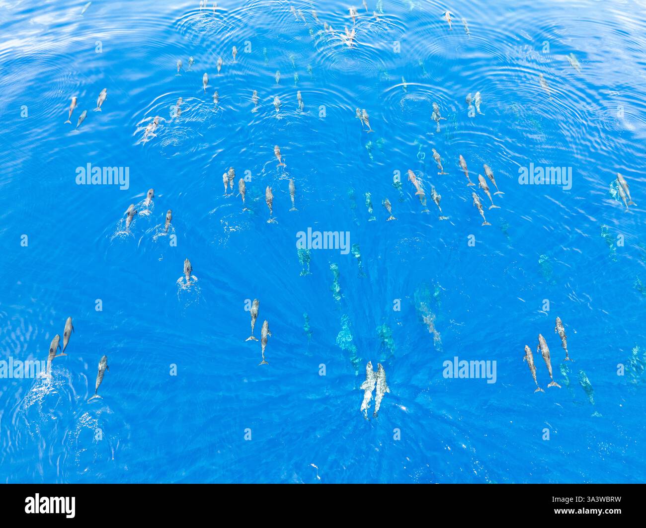 Eine Horde Melonenköpfige Wale, Peponocephala electra, schwimmen an der Oberfläche des Golfs von Tomini an der Ostküste von Sulawesi, Indonesien. Stockfoto
