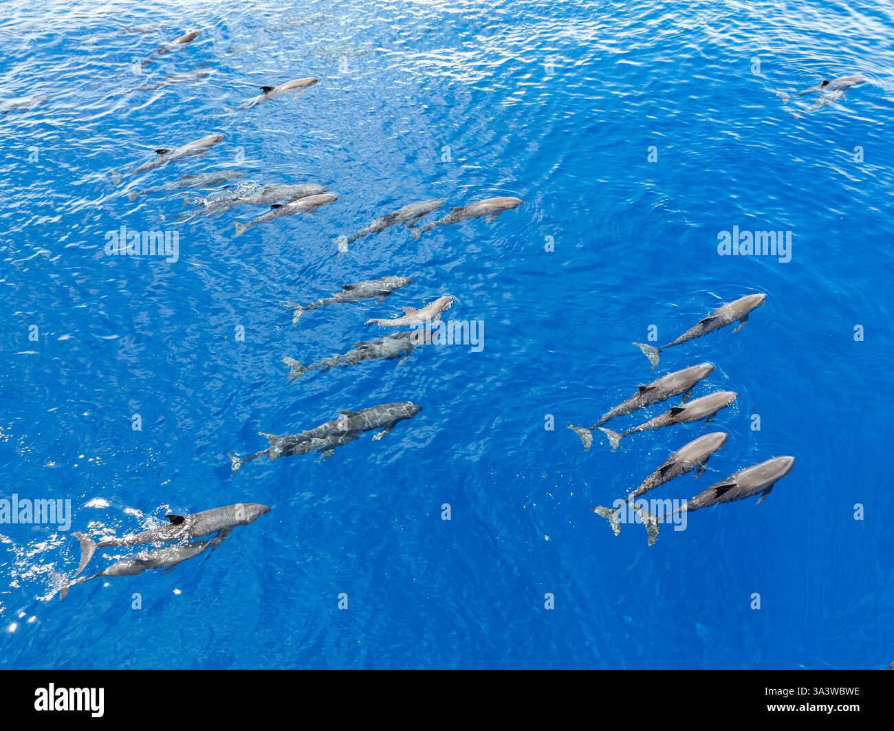 Eine Horde Melonenköpfige Wale, Peponocephala electra, schwimmen an der Oberfläche des Golfs von Tomini an der Ostküste von Sulawesi, Indonesien. Stockfoto