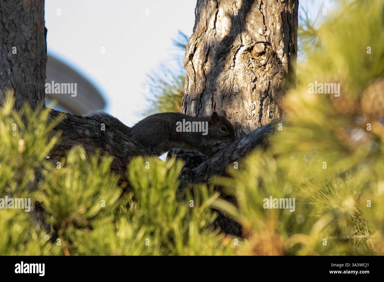 Ein Eastern Grey Eichhörnchen beobachtet mich aus der Sicherheit seines Baumes. Stockfoto