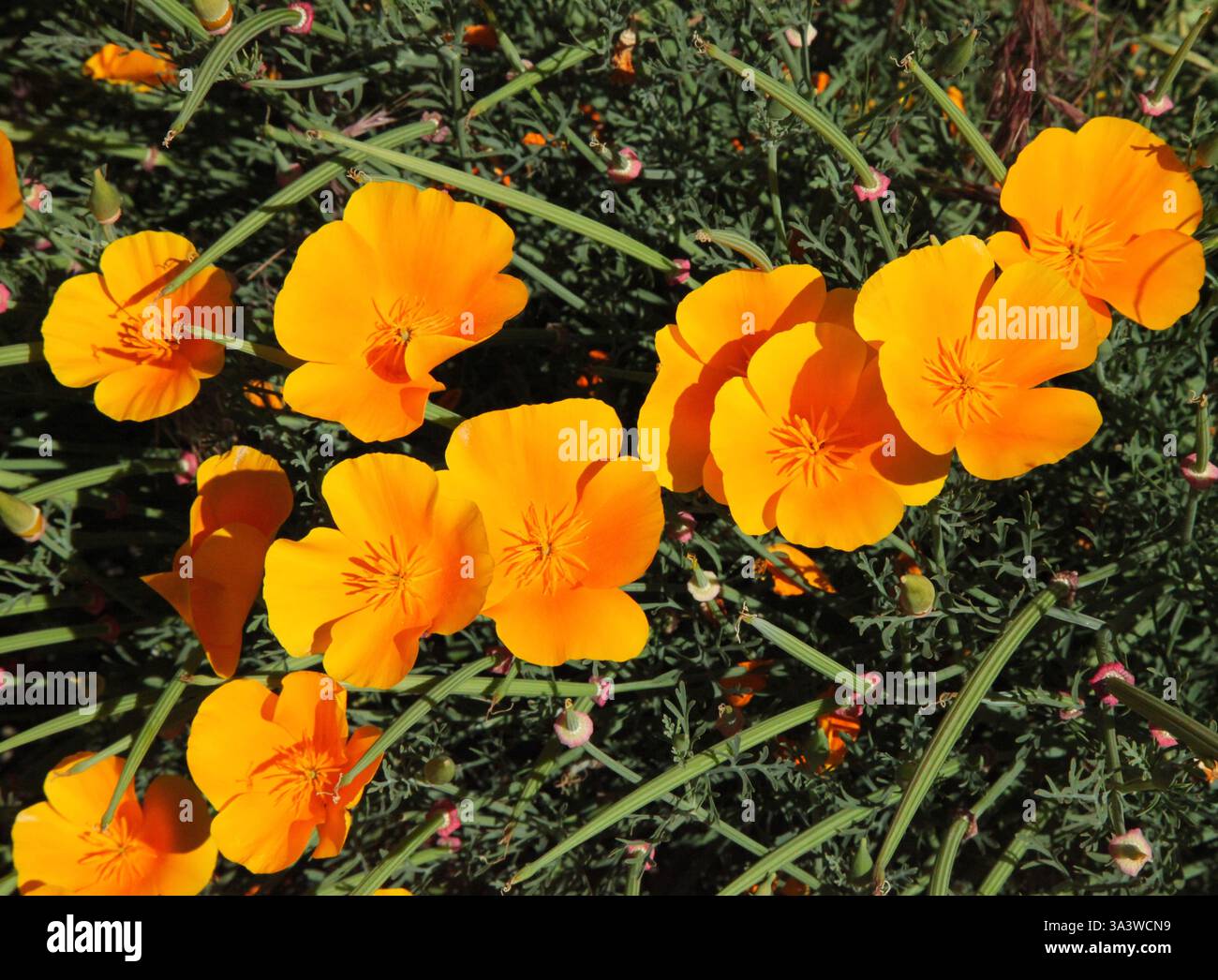 Leuchtend orange Mohnblumen in Oregon Stockfoto