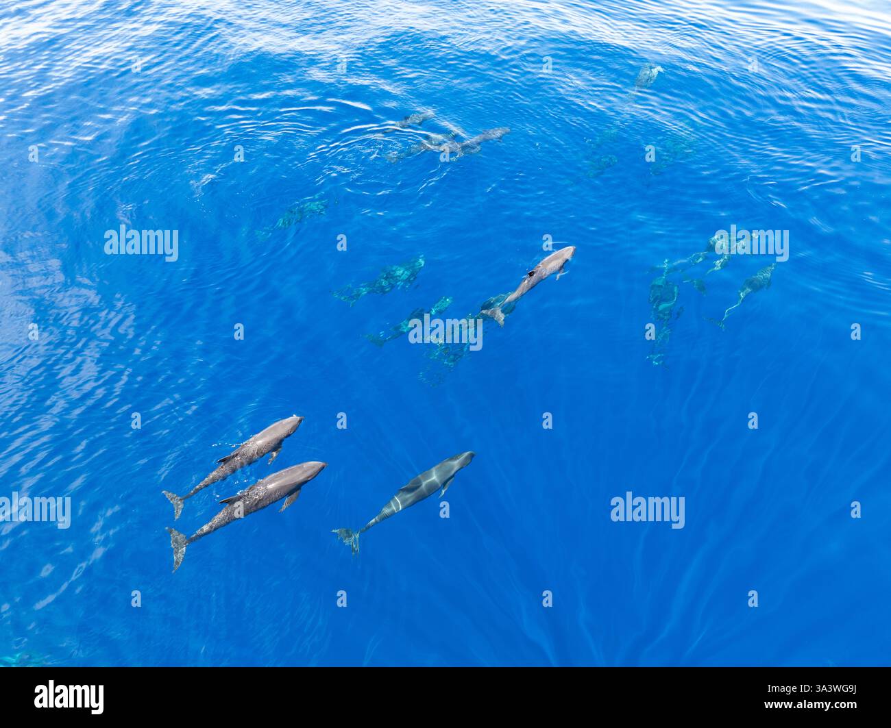 Eine Horde Melonenköpfige Wale, Peponocephala electra, schwimmen an der Oberfläche des Golfs von Tomini an der Ostküste von Sulawesi, Indonesien. Stockfoto