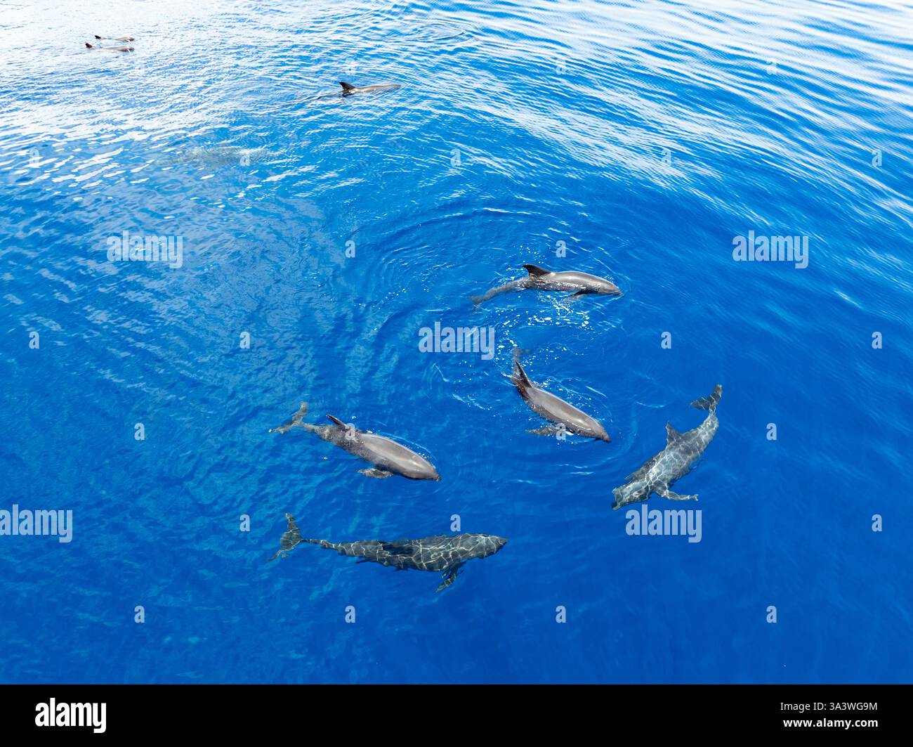 Eine Horde Melonenköpfige Wale, Peponocephala electra, schwimmen an der Oberfläche des Golfs von Tomini an der Ostküste von Sulawesi, Indonesien. Stockfoto