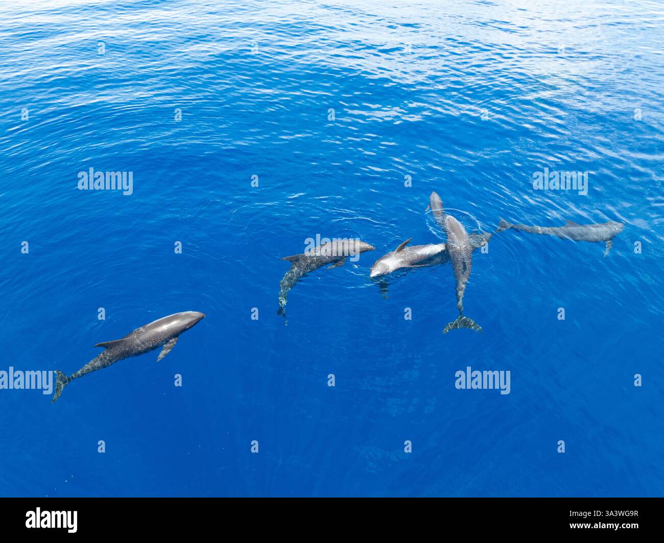 Eine Horde Melonenköpfige Wale, Peponocephala electra, schwimmen an der Oberfläche des Golfs von Tomini an der Ostküste von Sulawesi, Indonesien. Stockfoto