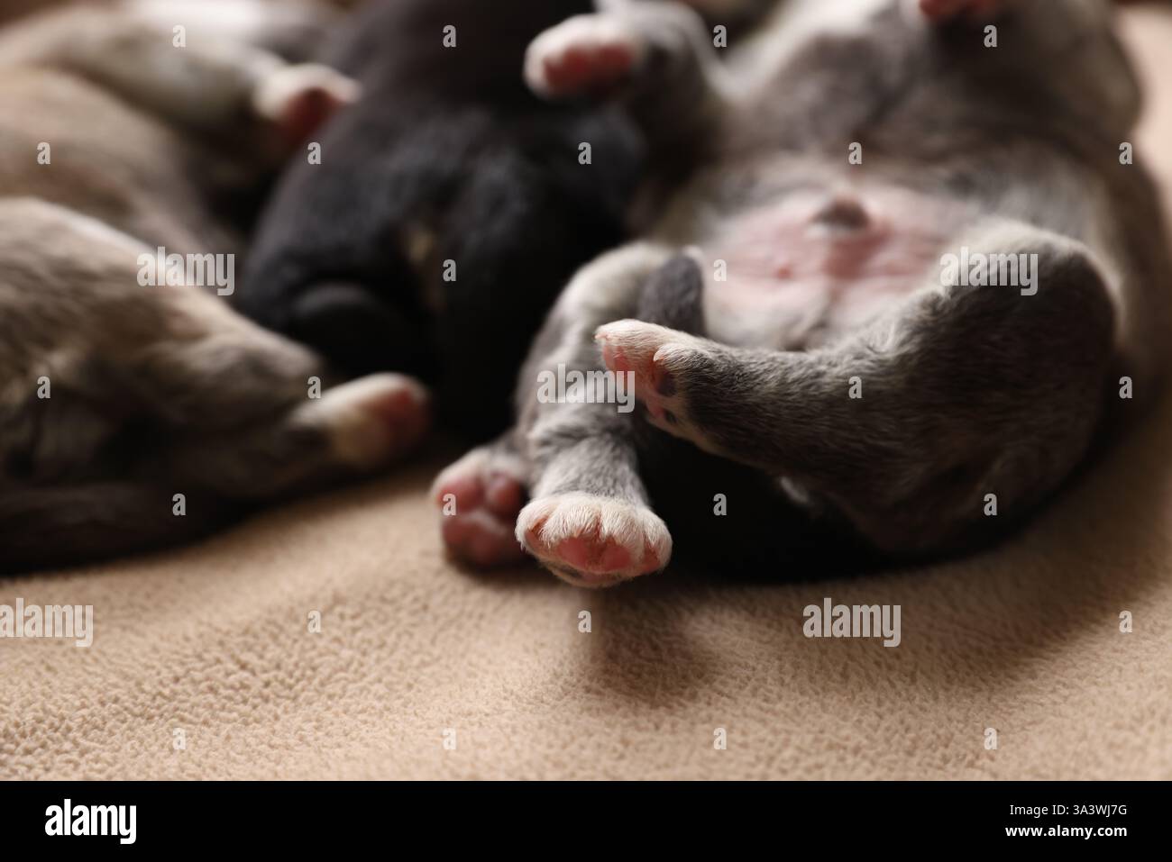 Kleine Welpen, die auf beigefarbener Decke liegen, Nahaufnahme Stockfoto