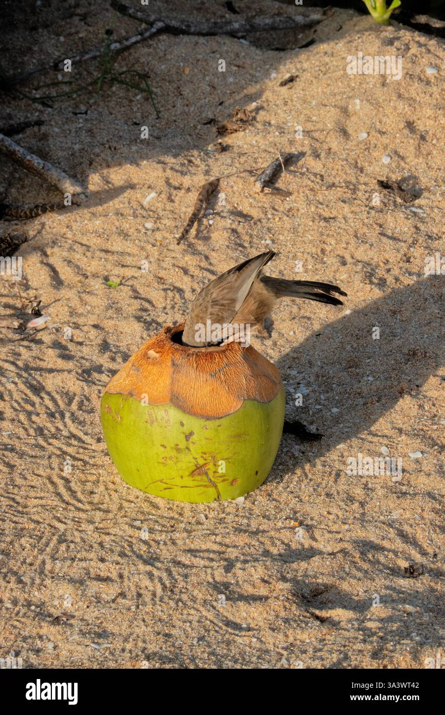 Vogel in einer Kokosnuss, Marakolliya Beach, Tangalle, Sri Lanka Stockfoto