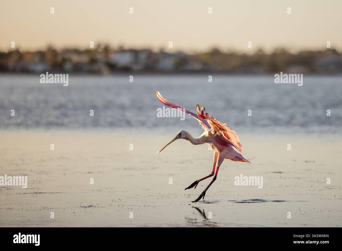 Roseate Spoonbill landet im flachen Wasser mit Dunedin im Hintergrund, Honeymoon Island State Park, Florida. Stockfoto