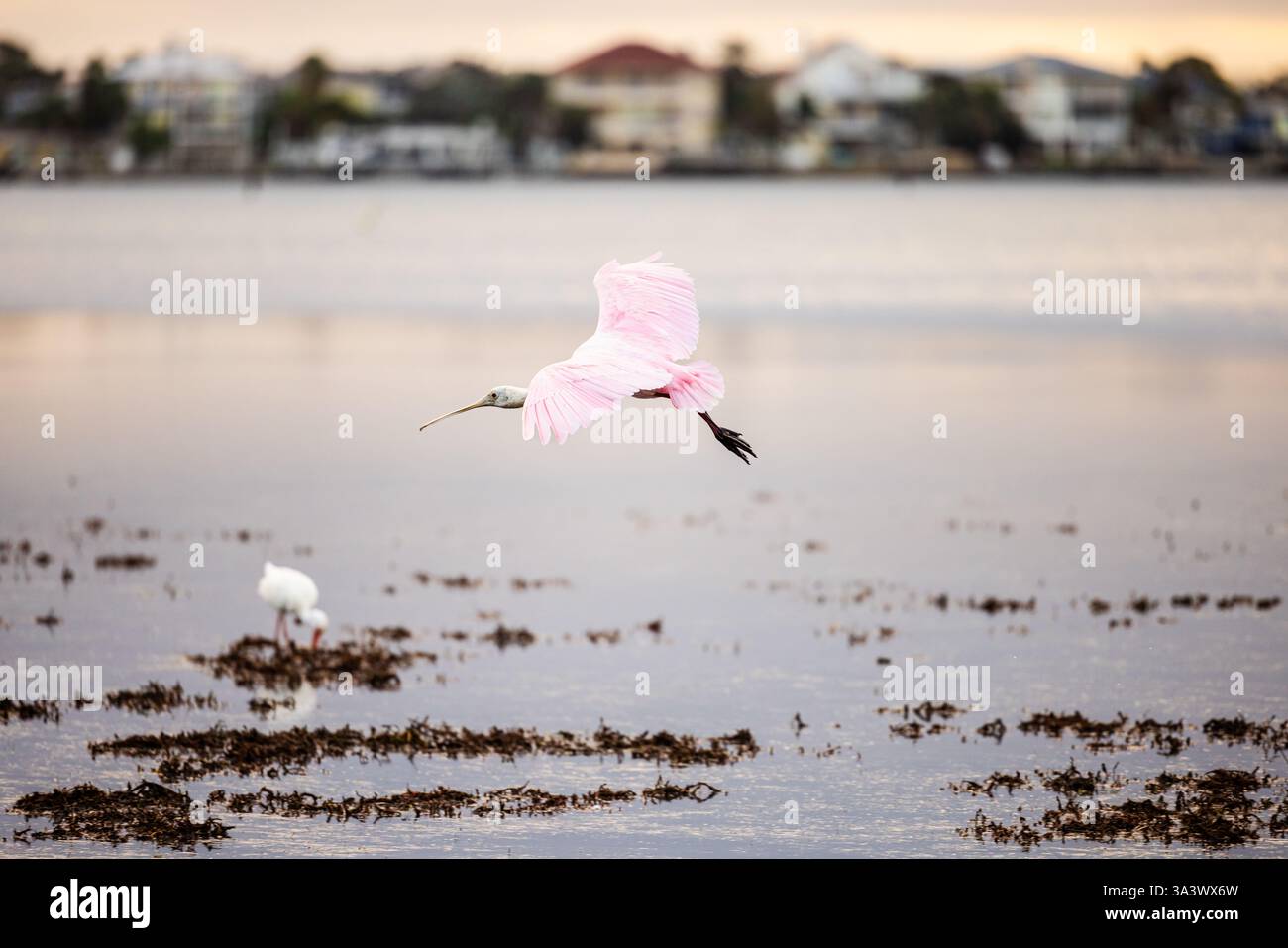 Roseate Spoonbill im Honeymoon Island State Park, Florida. Stockfoto