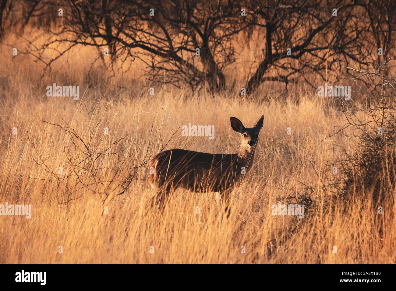 Fawn im Gras am Madera Canyon im Südosten von Arizona, USA Stockfoto