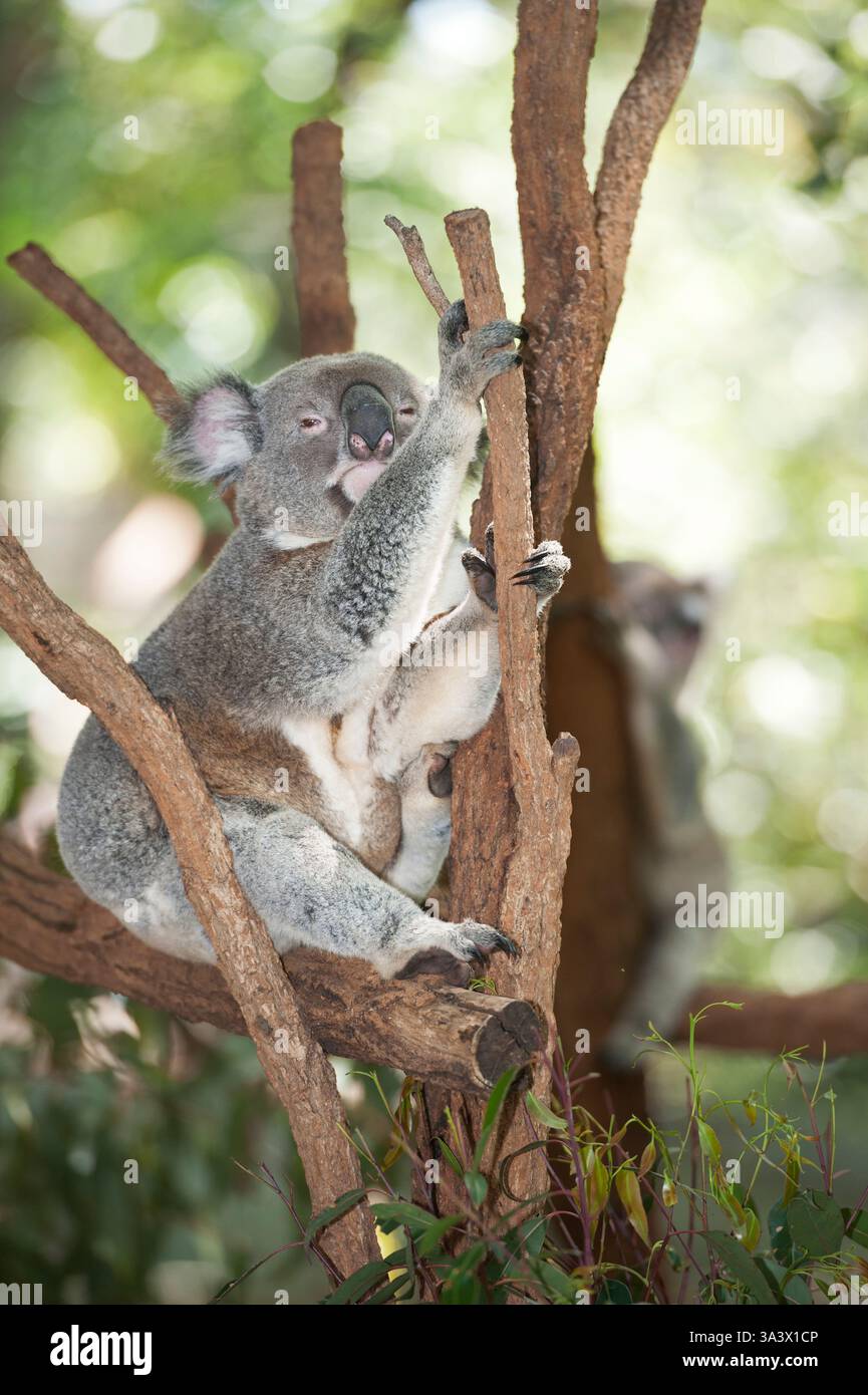 Koala (Phascolarctos aschgrau) schlafen auf einem Baum, Lone Pine Koala Sanctuary, Brisbane, Queensland, Australien Stockfoto