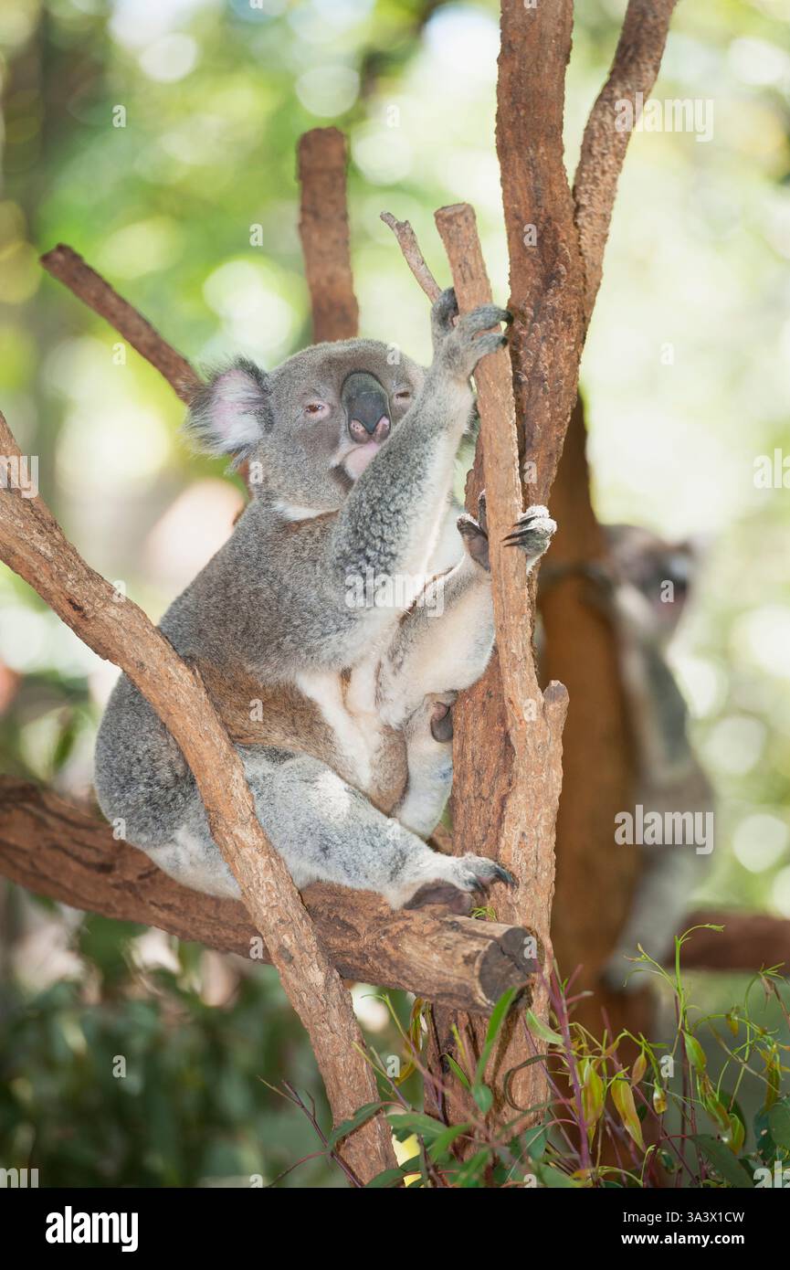 Koala (Phascolarctos aschgrau) schlafen auf einem Baum, Lone Pine Koala Sanctuary, Brisbane, Queensland, Australien Stockfoto