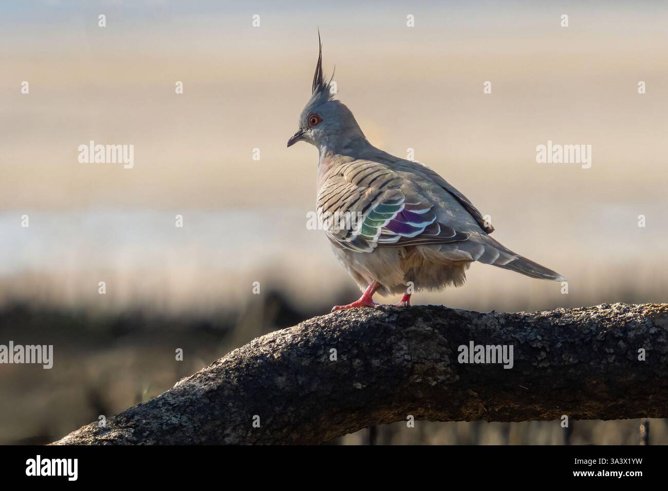 Haubentaube steht auf einem Baumstamm Stockfoto
