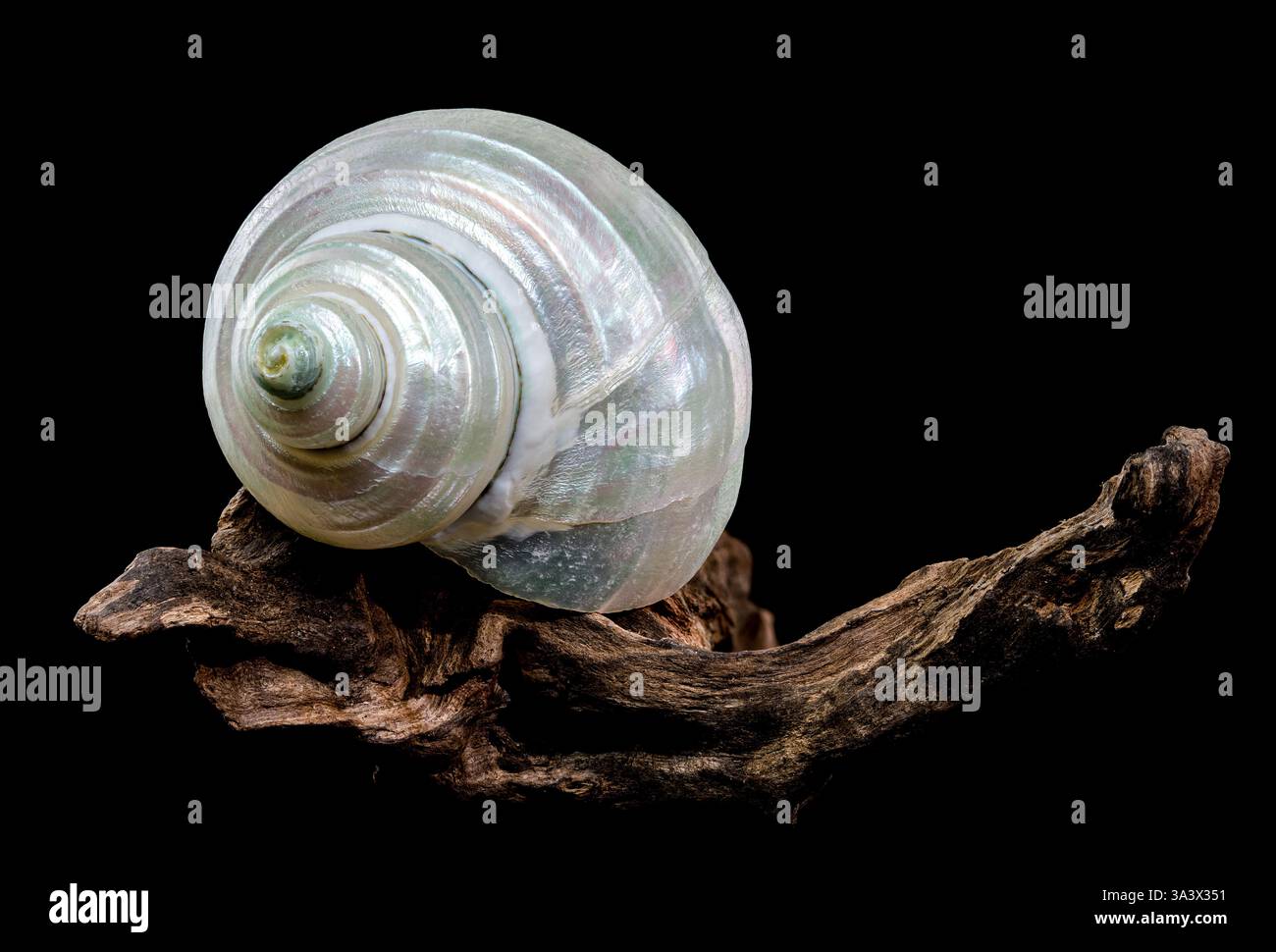 Nahaufnahme einer perlfarbenen Turbanschnecke auf strukturiertem Treibholz vor schwarzem Hintergrund. Die schillernde Schale steht im Kontrast zum rauen Holz, Stockfoto