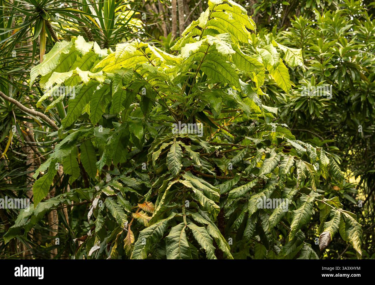 Laub von Davidsons Pflaume, Regenwaldbaum, Davidsonia Jerseyana, nach der Fruchtsaison. Große grüne gefiederte Blätter. Garden, Queensland, Australien. Stockfoto