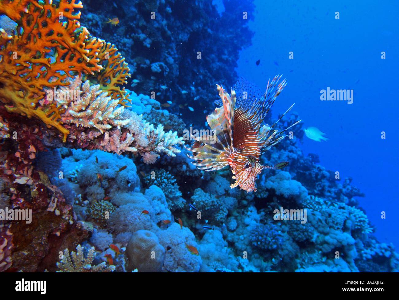 Löwenfisch, Rotes Meer, Ägypten Stockfoto