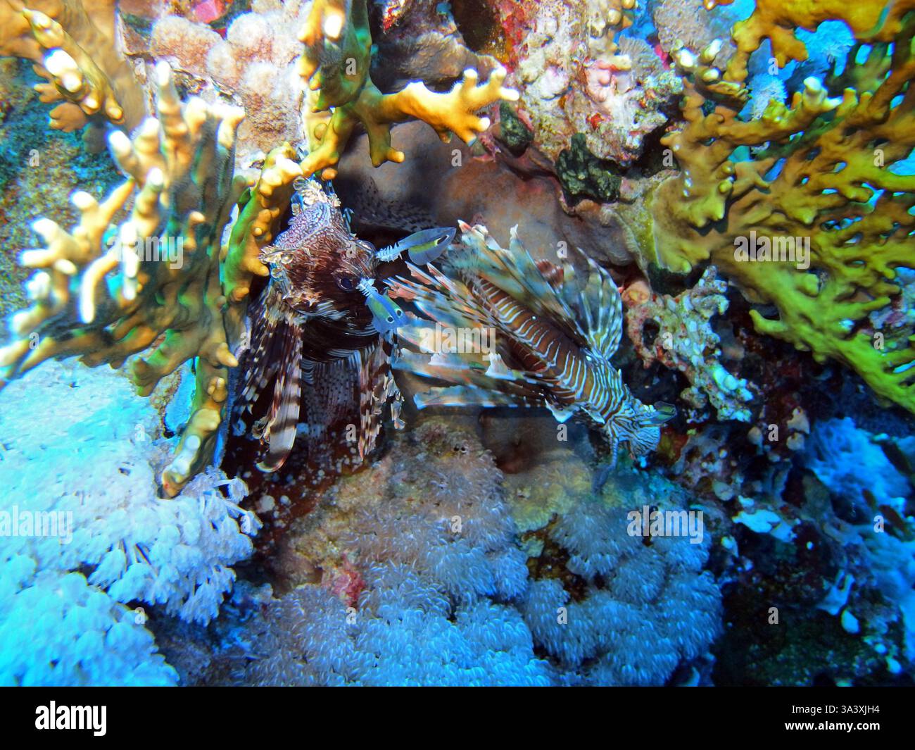 Löwenfisch, Rotes Meer, Ägypten Stockfoto