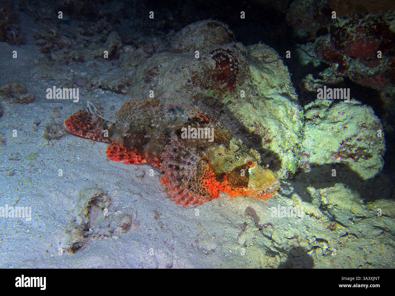 Skorpionfische im Roten Meer bei Marsa Alam, Ägypten Stockfoto