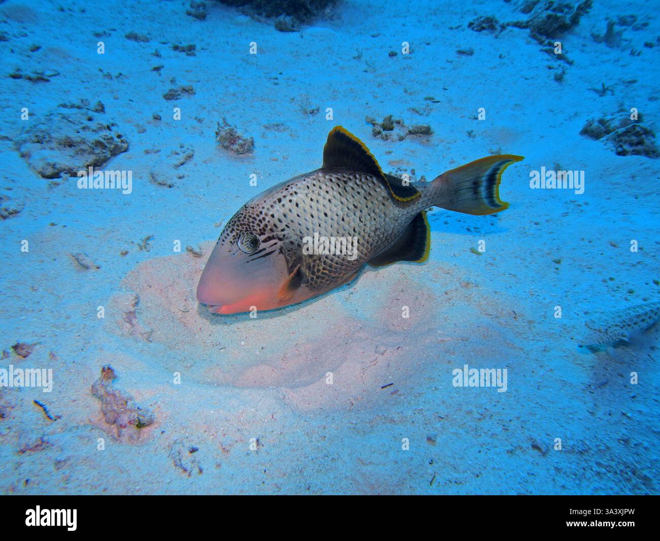 Drückerfische im Roten Meer bei Marsa Alam, Ägypten Stockfoto