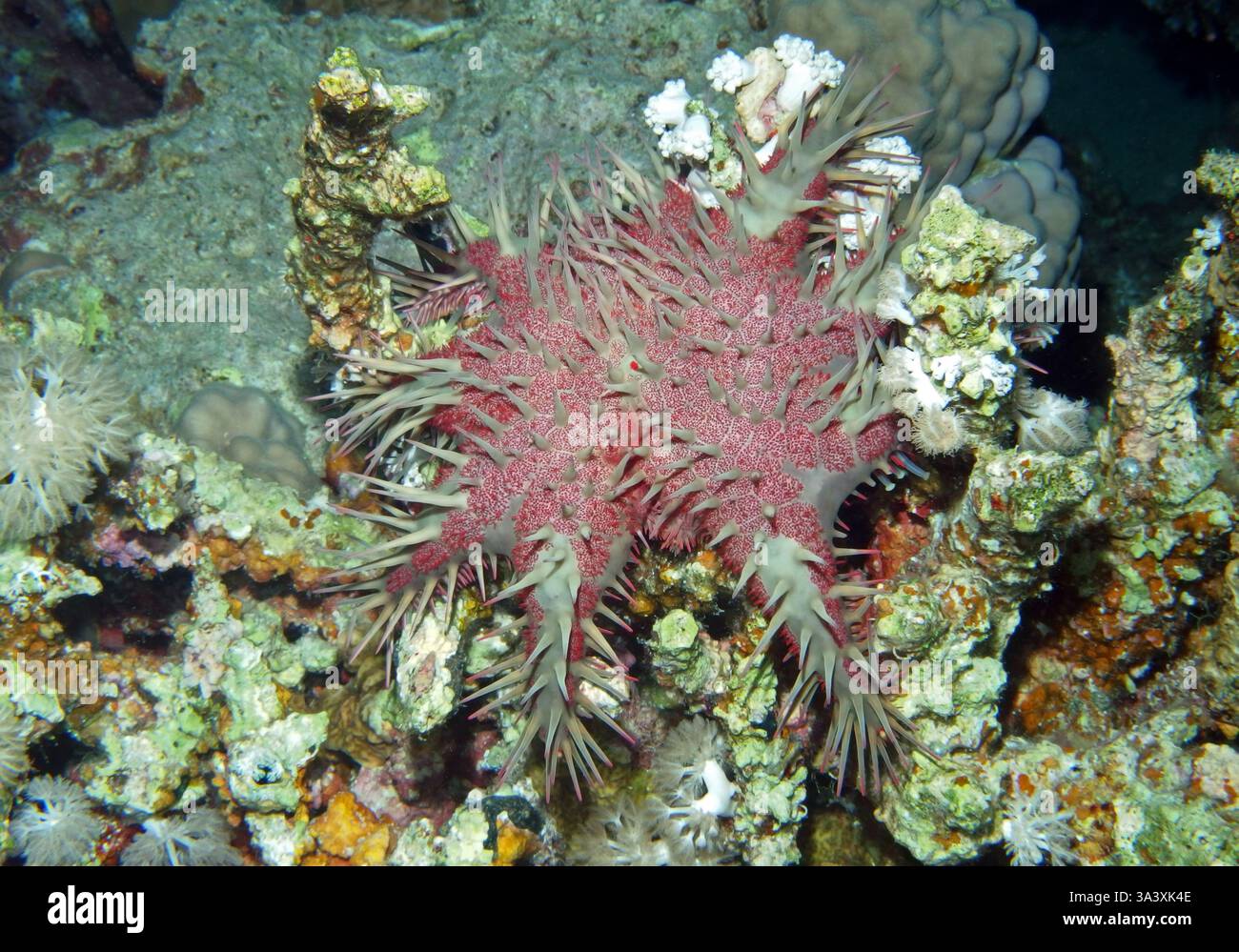 Dornenkrone Seesterne, Rotes Meer, Ägypten Stockfoto