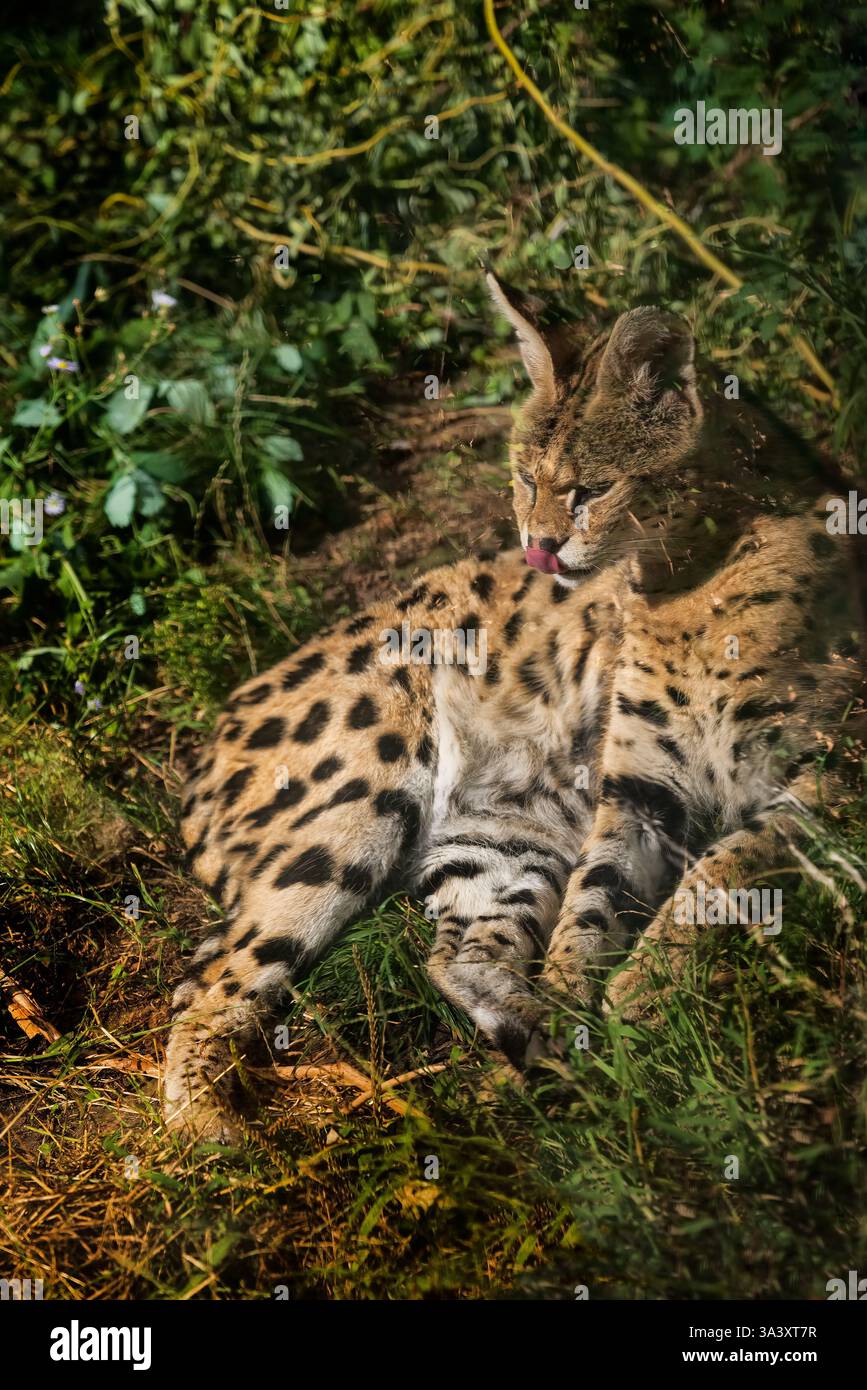 Der Serval (Leptailurus serval), Wildkatze aus der Familie Felidae, heimisch in Afrika. Stockfoto