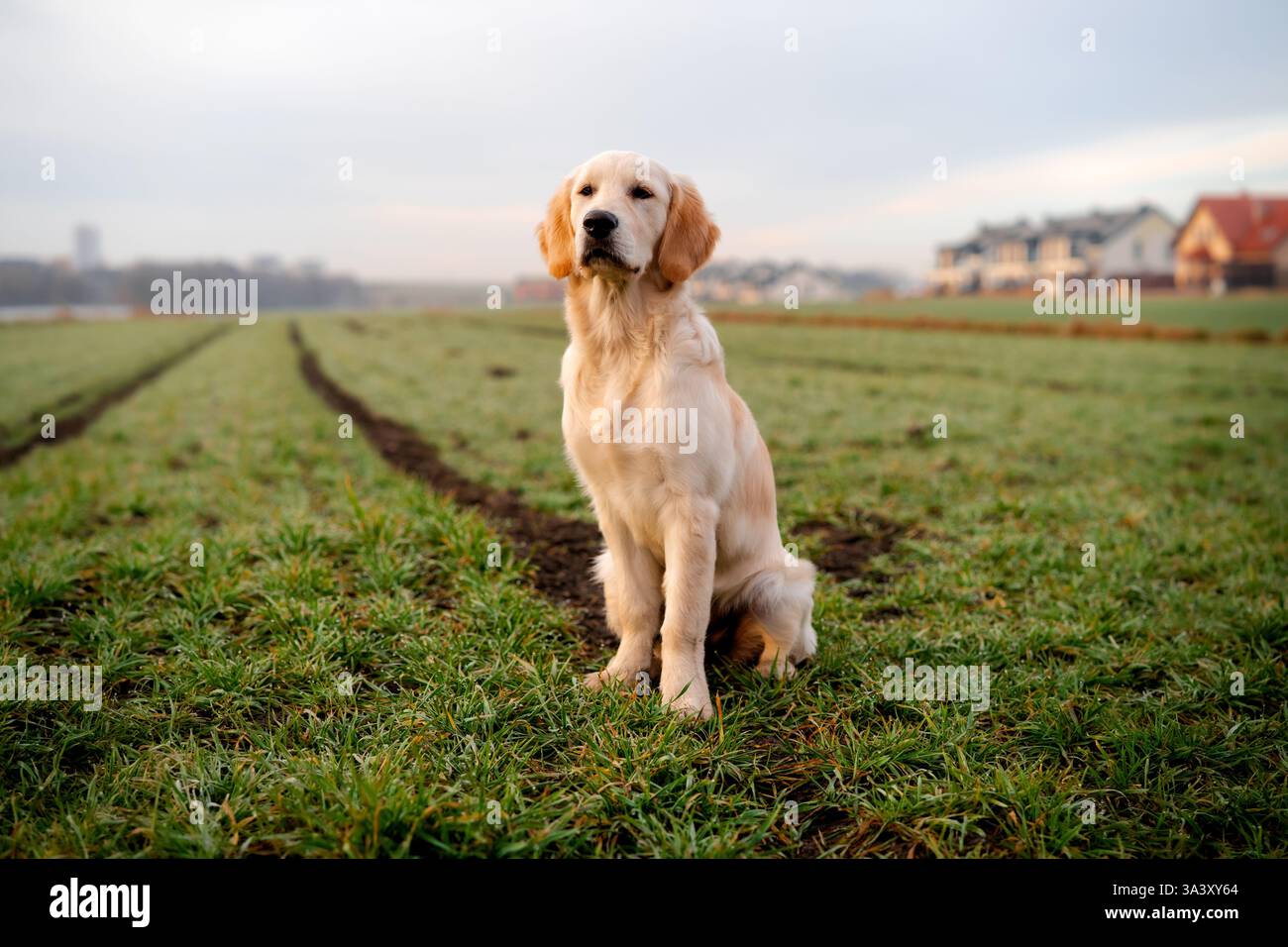 Golden Retriever Hündchen sitzt auf dem Gras. Wunderschöner reinrassiger Hund im Freien. Stockfoto