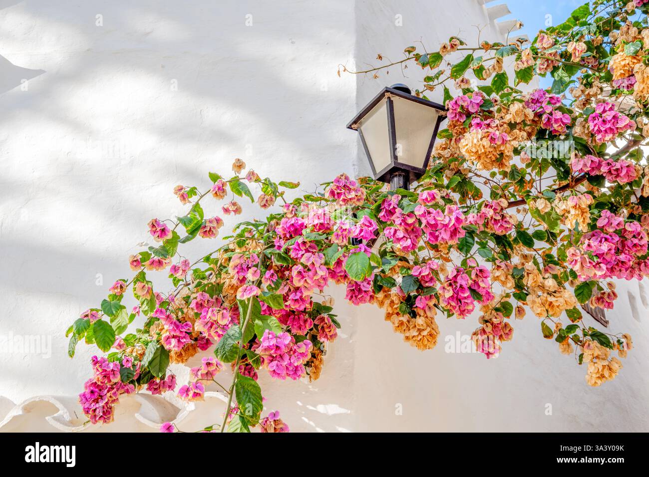 Halten Sie die Schönheit Menorcas mit diesem Bild von Bougainvillea-Blüten, einer weißen Wand und einer Vintage-Laterne fest. Garten-, Reise- und mediterrane Themen Stockfoto