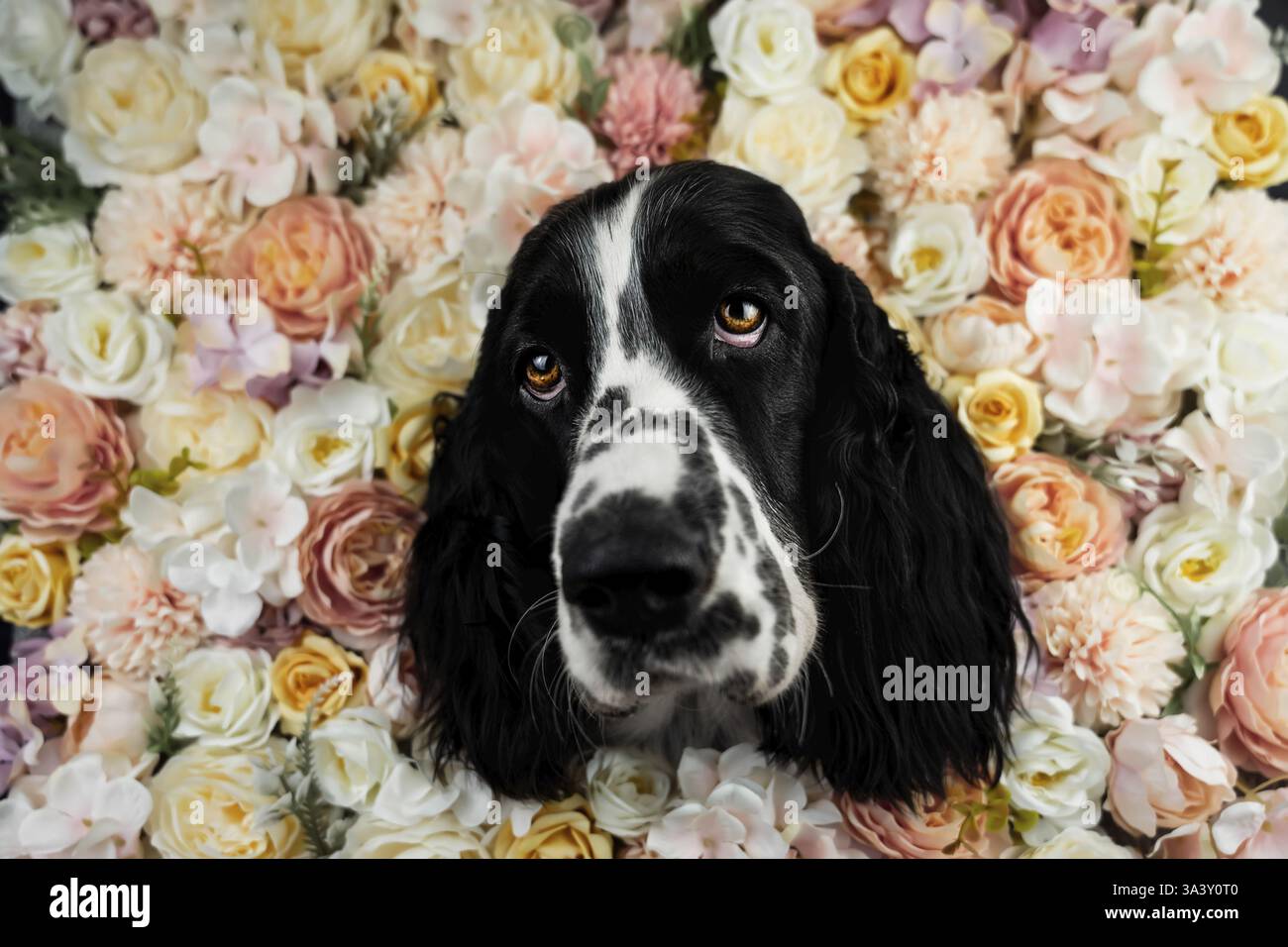 Englisch Springer Spaniel Stockfoto