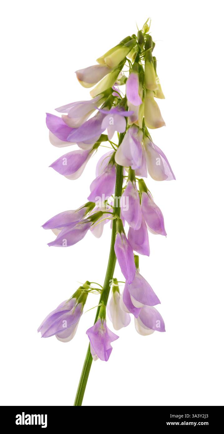 Ziegenrue Blumen isoliert auf weißem Hintergrund Stockfoto