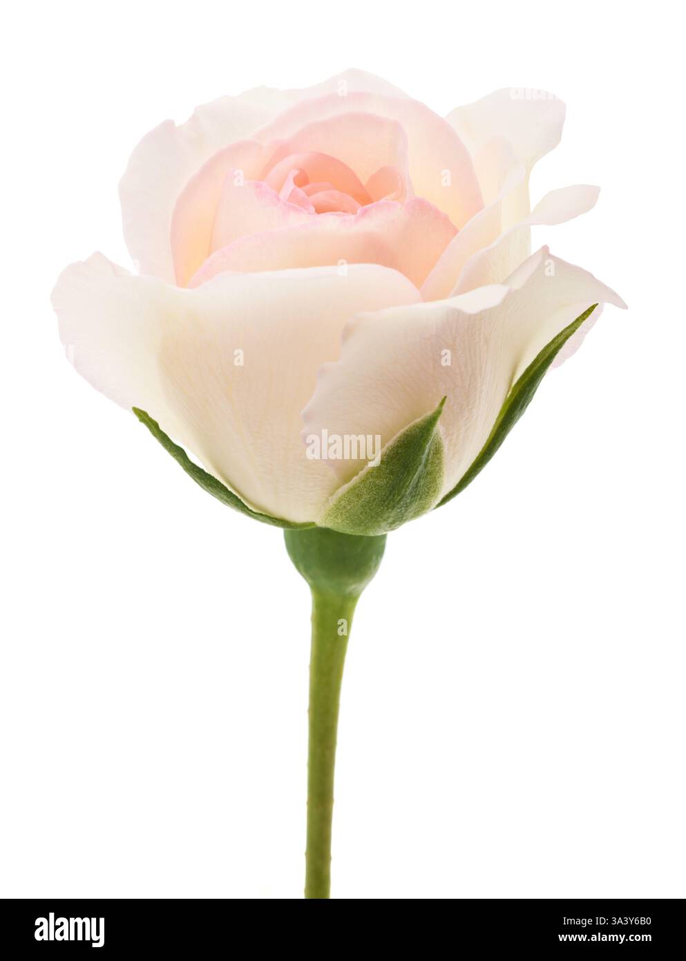 Weiße Rose isoliert auf weißem Hintergrund Stockfoto