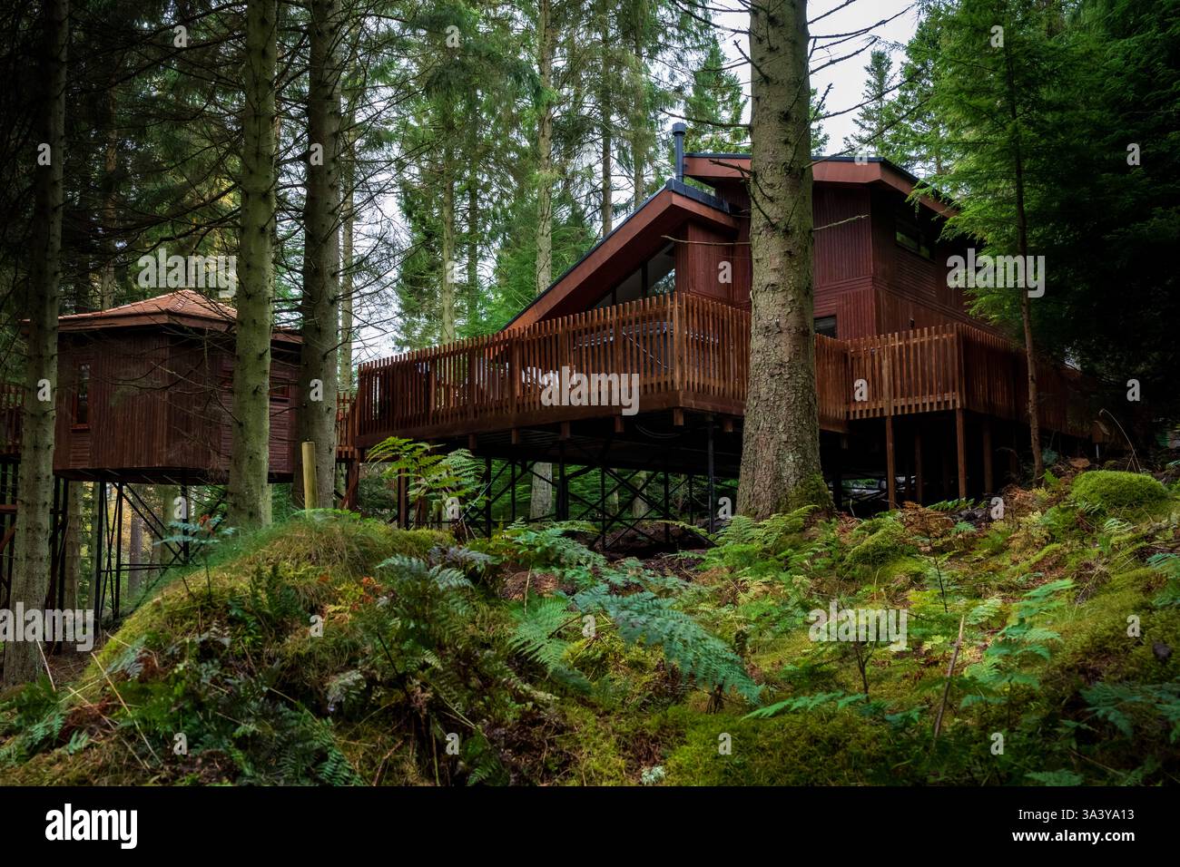 Holzferienhütten und Baumhaus-Lodges zwischen den Bäumen bei Forest Holidays Glentress, nahe Peebles, Scottish Borders, Schottland, UK Stockfoto