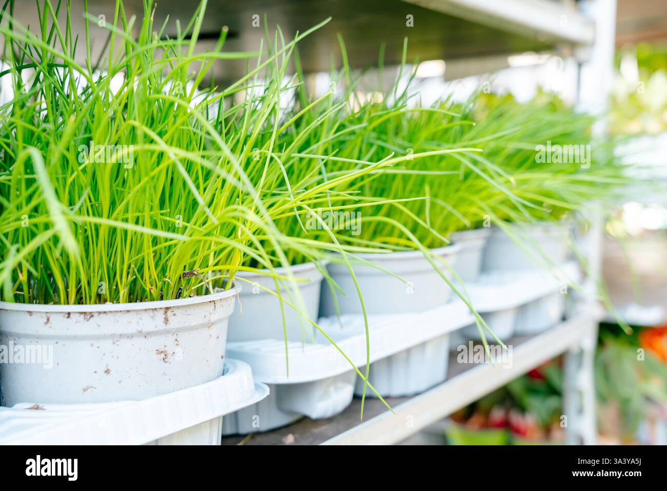 Blick auf leuchtendes grünes Gras, das in weißen Töpfen gepflanzt wurde und ordentlich auf Regalen angeordnet ist. Perfekt für die Illustration von Gartenarbeiten in Innenräumen und Pflanzenpflege Stockfoto