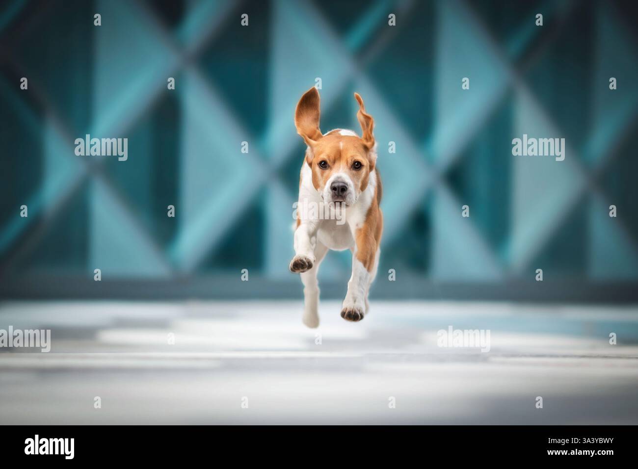 Beagle in der Stadt Stockfoto