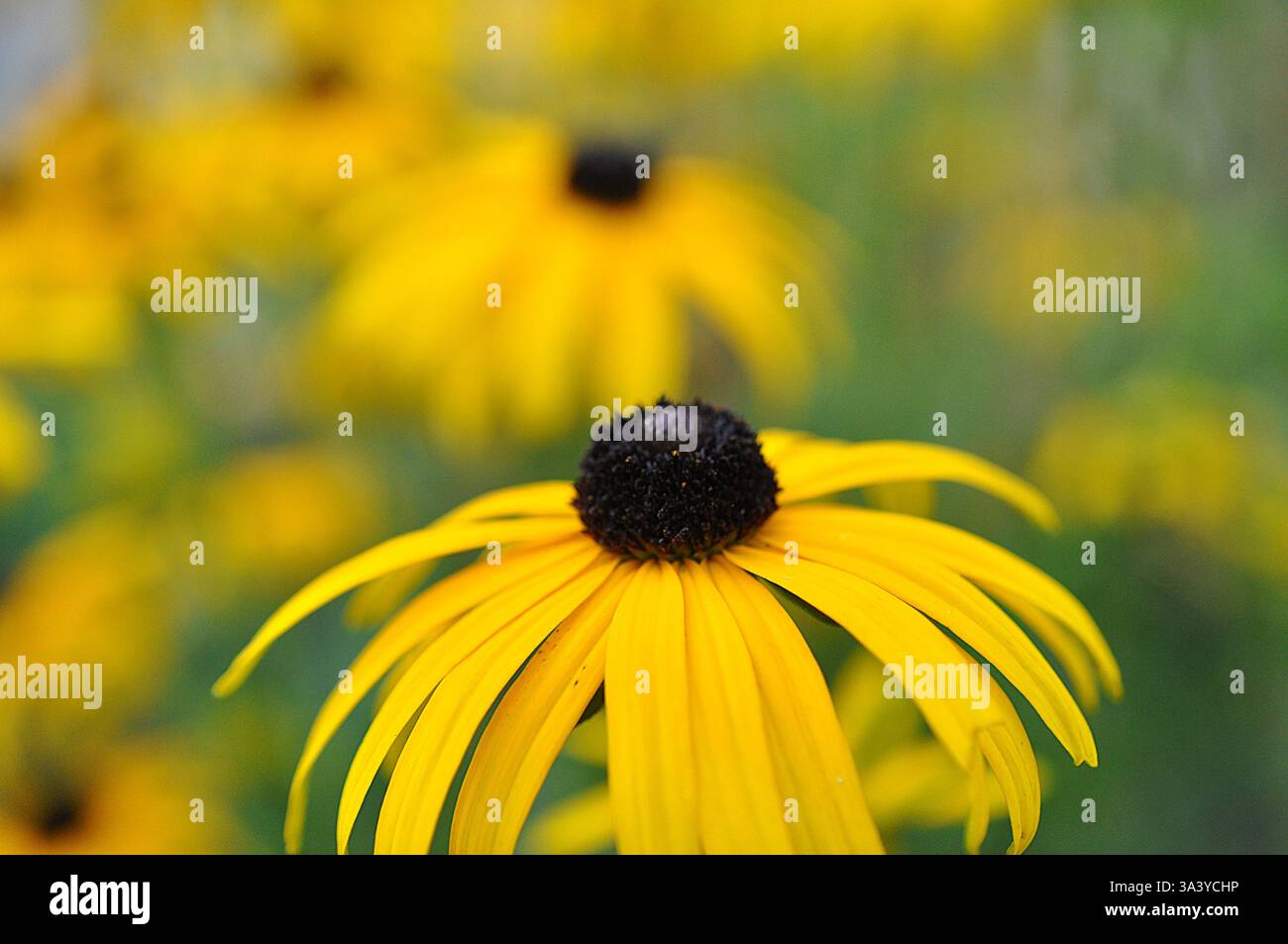 Gelber Koneflorhintergrund Stockfoto