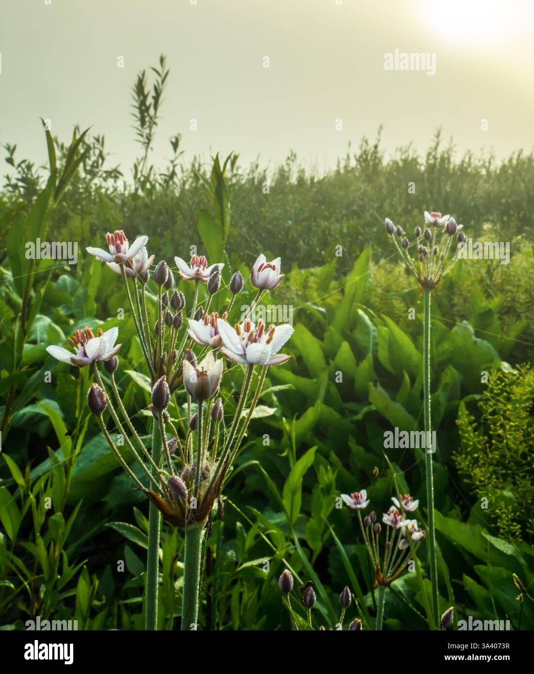 Blühender Butomus umbellatus L. Dawn im juni Stockfoto