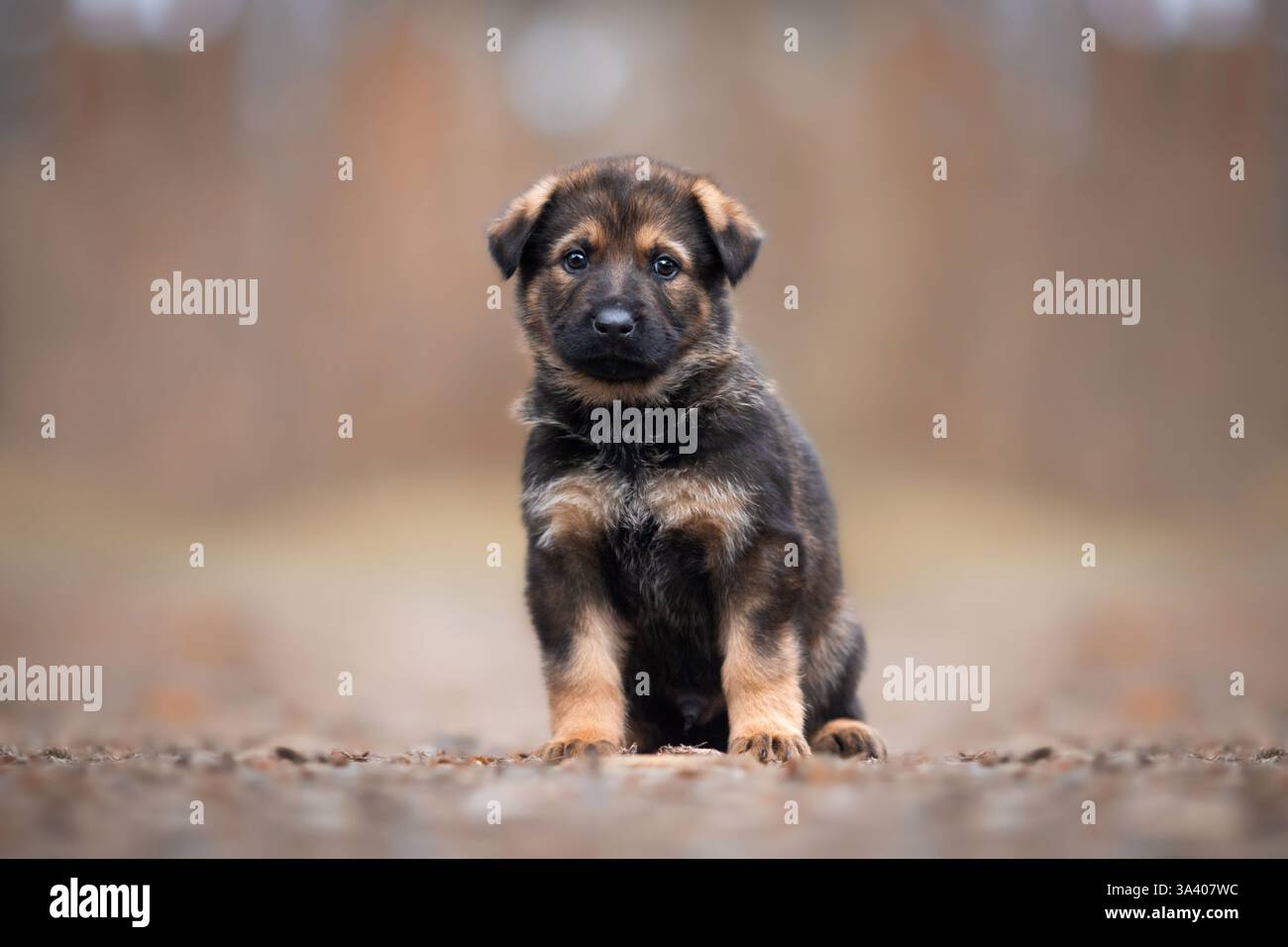 DDR Deutscher Schäferhund Stockfoto