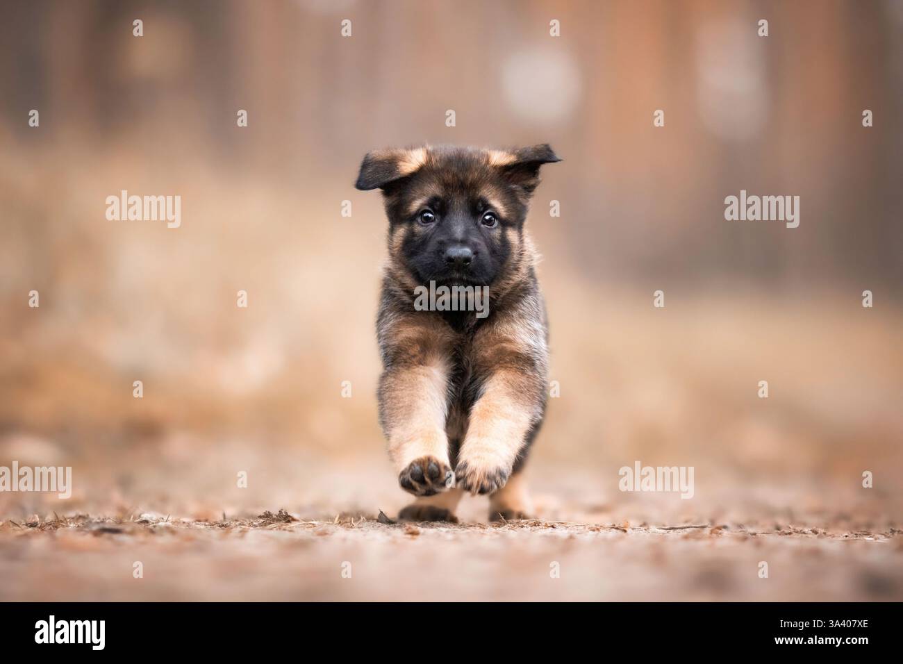DDR Deutscher Schäferhund Stockfoto
