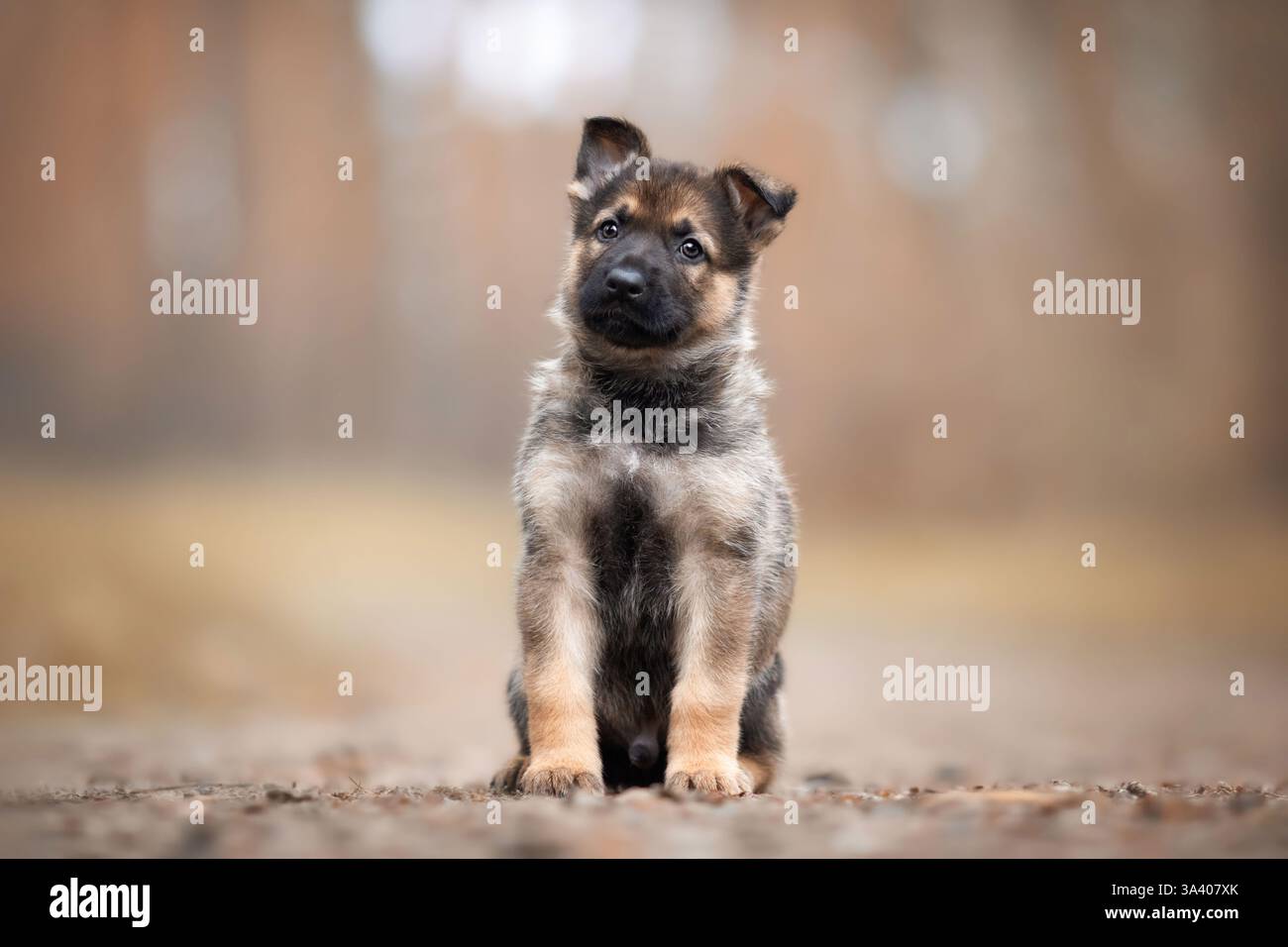 DDR Deutscher Schäferhund Stockfoto