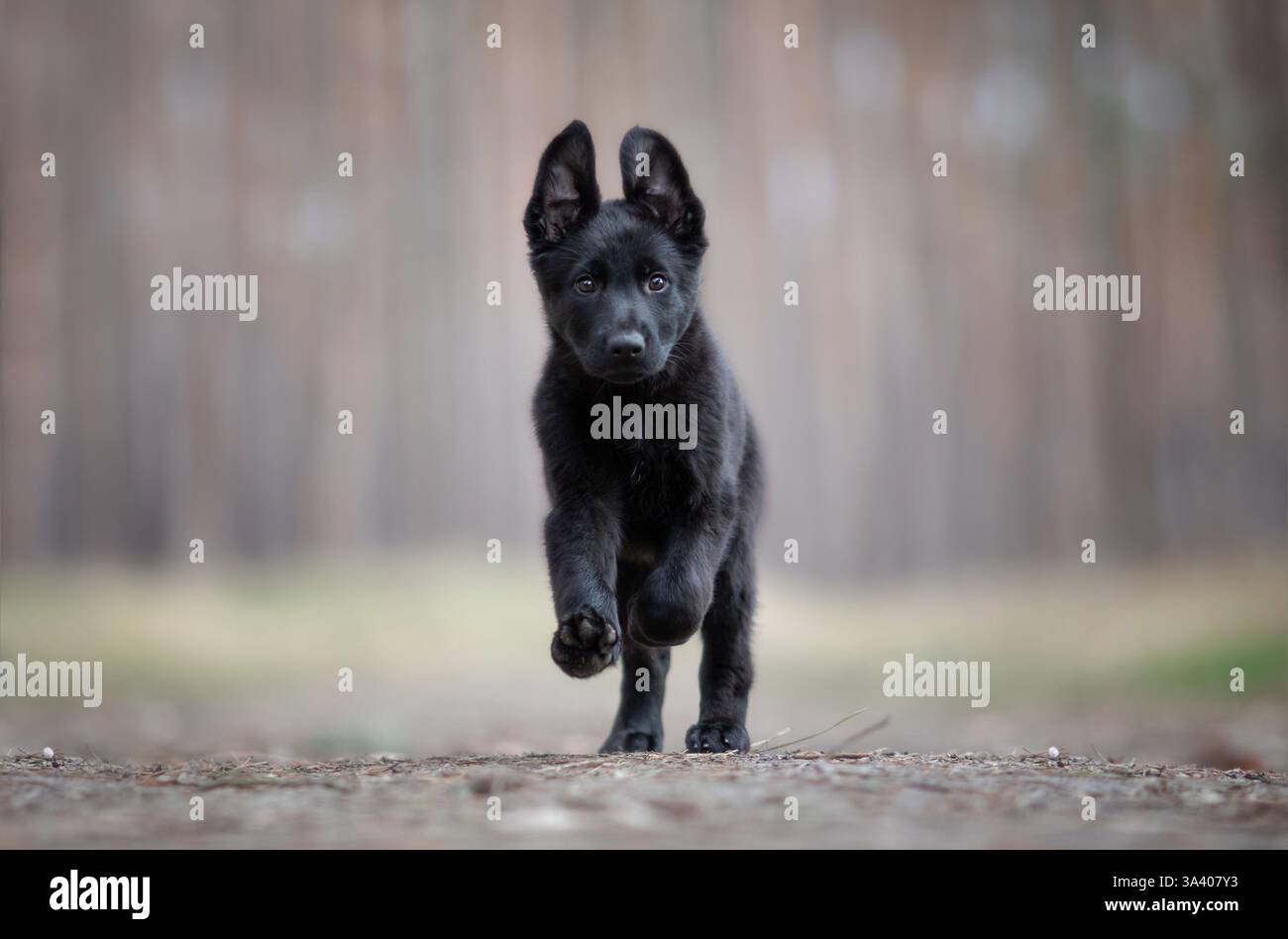 DDR Deutscher Schäferhund Stockfoto