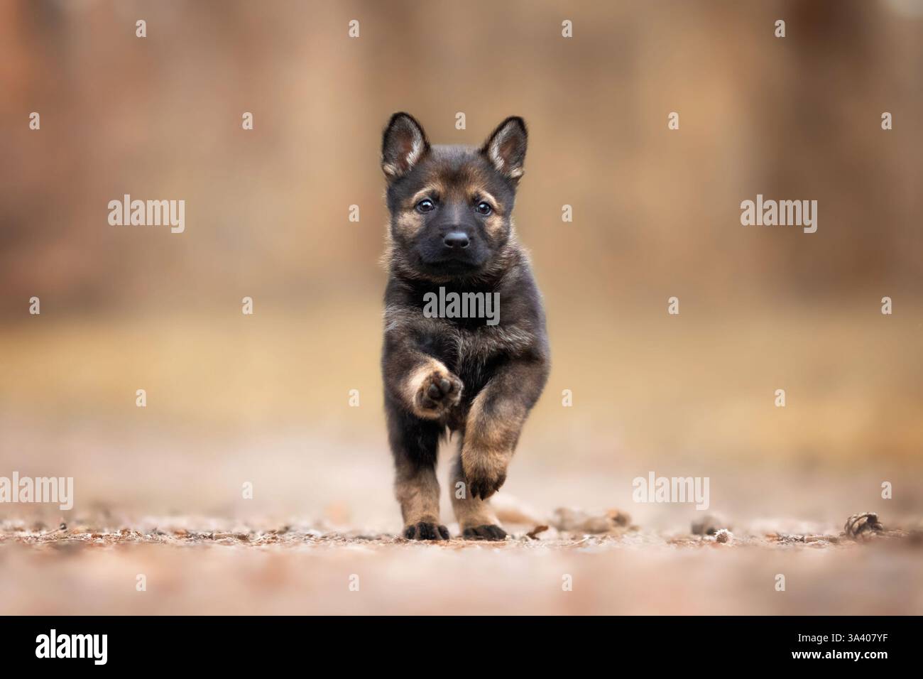 DDR Deutscher Schäferhund Stockfoto