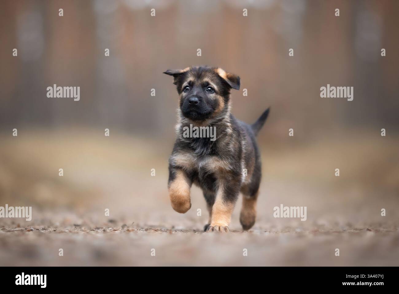 DDR Deutscher Schäferhund Stockfoto