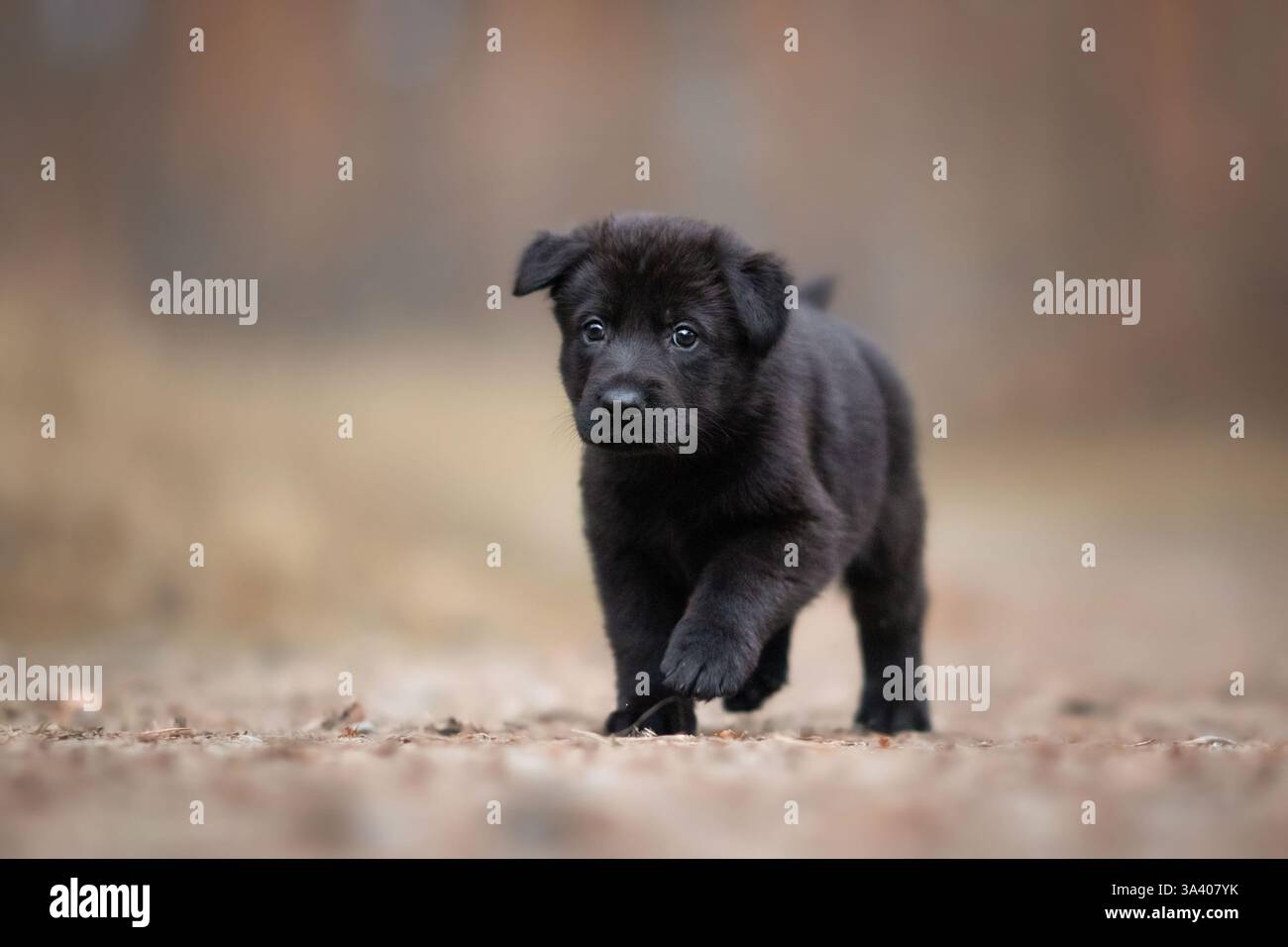 DDR Deutscher Schäferhund Stockfoto