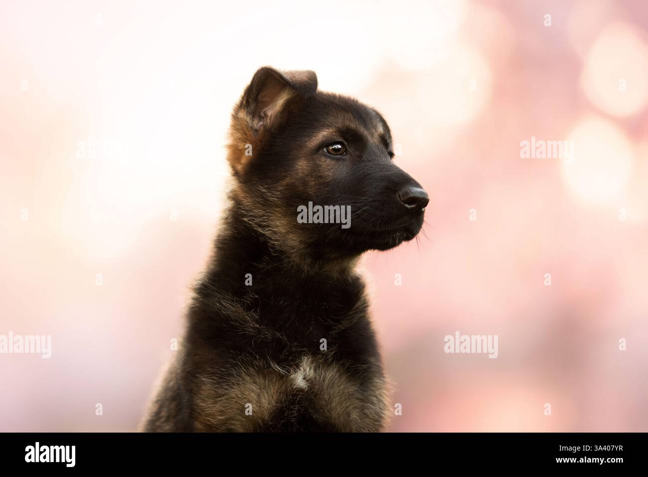 DDR Deutscher Schäferhund Stockfoto