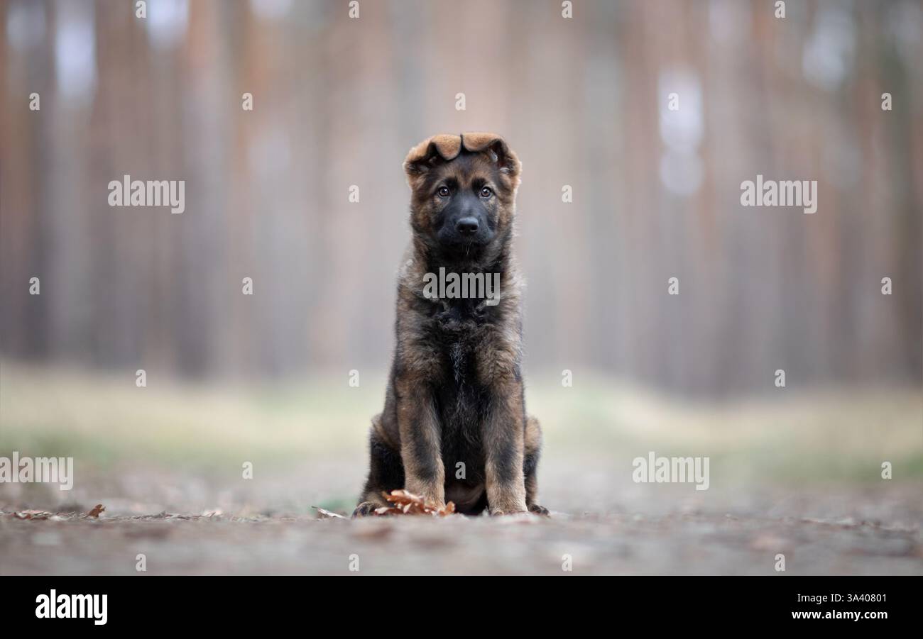 DDR Deutscher Schäferhund Stockfoto
